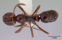 Pachycondyla castanea casent0172341 dorsal 1.jpg