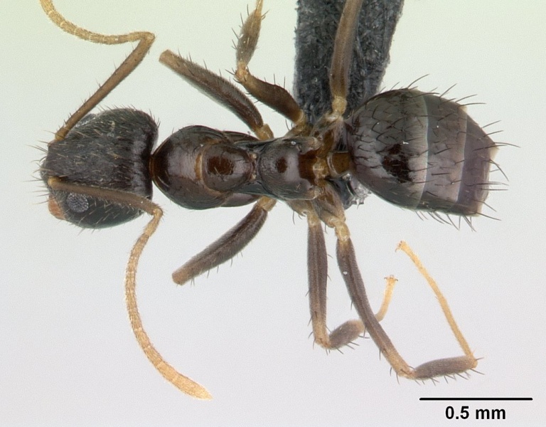 File:Paratrechina madagascarensis casent0136867 dorsal 1.jpg