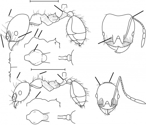 Pheidole angusta Wilson 2003.jpg