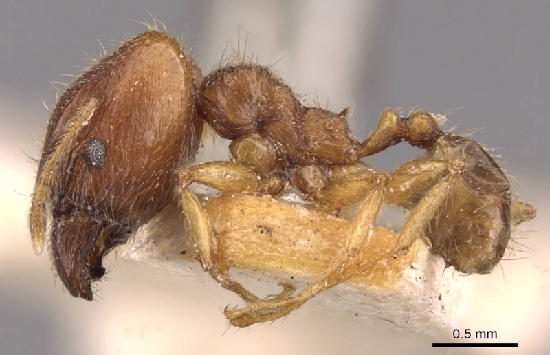 File:Pheidole rogersi casent0907947 p 1 high.jpg