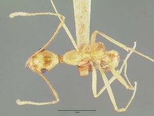 Pheidole vistana castype00643 dorsal 1.jpg