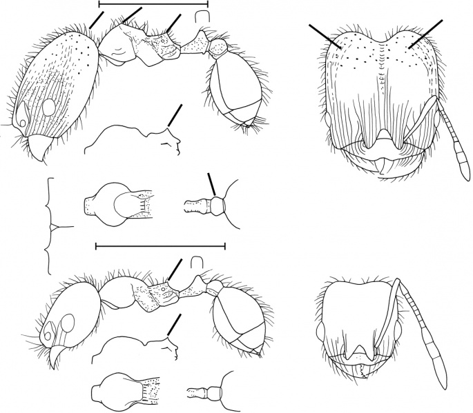 File:Pheidole yucatana Wilson 2003.jpg