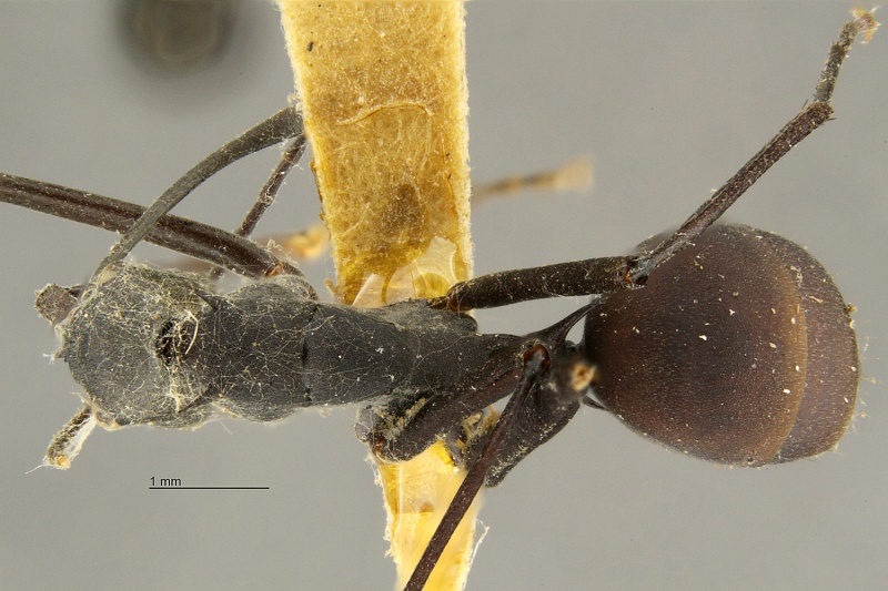 File:Polyrhachis-muelleri-had1 6.jpg