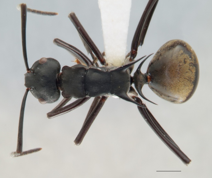 File:Polyrhachis cracenta top.jpg