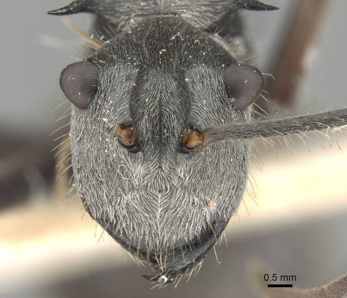 File:Polyrhachis pubescens casent0906795 h 1 high.jpg