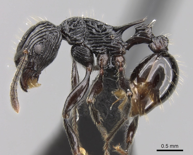 File:Tetramorium smaug casent0121244 p 1 high.jpg