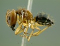 Camponotus-irritans-pallidusLM1.jpg