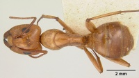 Camponotus concolor casent0101357 dorsal 1.jpg