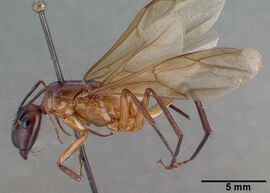 Camponotus convexiclypeus castype17341 profile 1.jpg