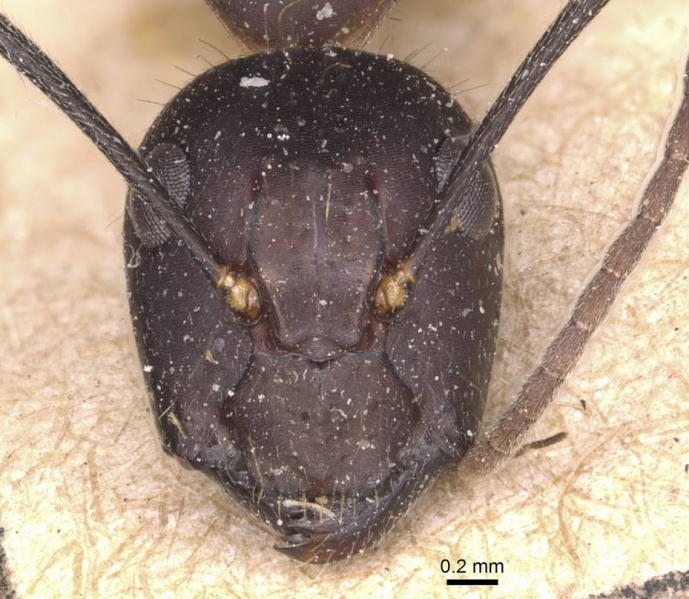 File:Camponotus nicobarensis casent0905330 h 1 high.jpg