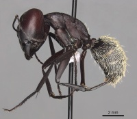 Camponotus storeatus casent0280309 p 1 high.jpg