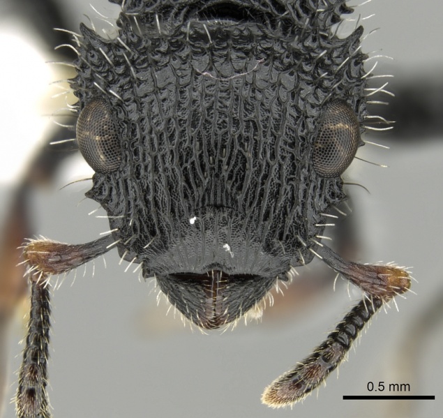 File:Cataulacus muticus H casent0280803.jpg