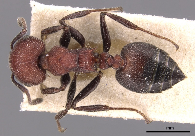 File:Crematogaster mimosae casent0904507 d 1 high.jpg