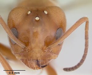 Dorymyrmex smithi casent0103444 head 1.jpg