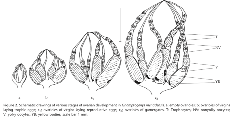 File:Gnamptogenys menadensis ovaries AB.png