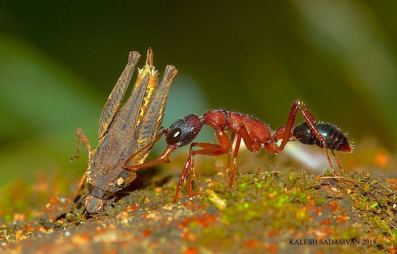 File:Harpegnathos saltator with kill. Kerala, India. Kalesh Sadasivan.jpg