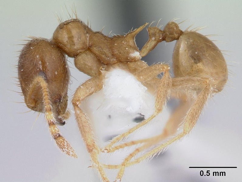 File:Lophomyrmex bedoti casent0178542 profile 1.jpg