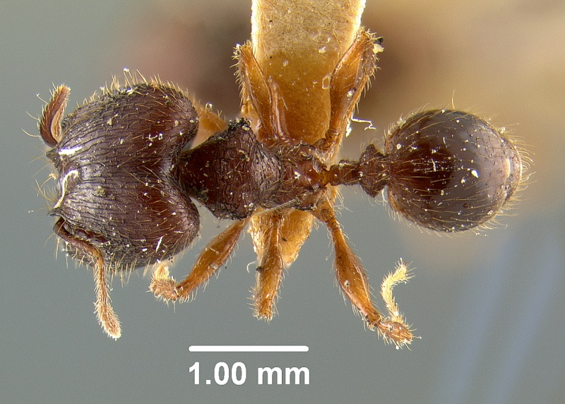 File:MCZ-ENT00009090 Pheidole guilelmimuelleri.had.jpg