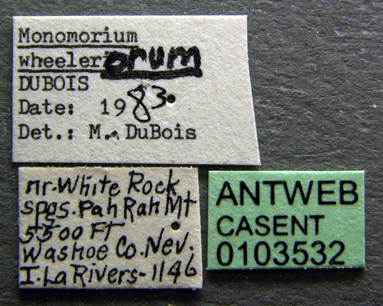 File:Monomorium ergatogyna casent0103532 label 1.jpg