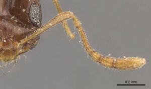 Monomorium ophthalmicum casent0908711 h 2 high.jpg