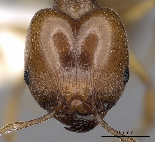 File:Pheidole triconstricta casent0281737 h 1 high.jpg