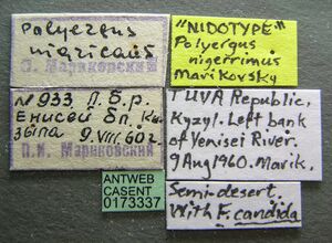 Polyergus nigerrimus casent0173337 label 1.jpg