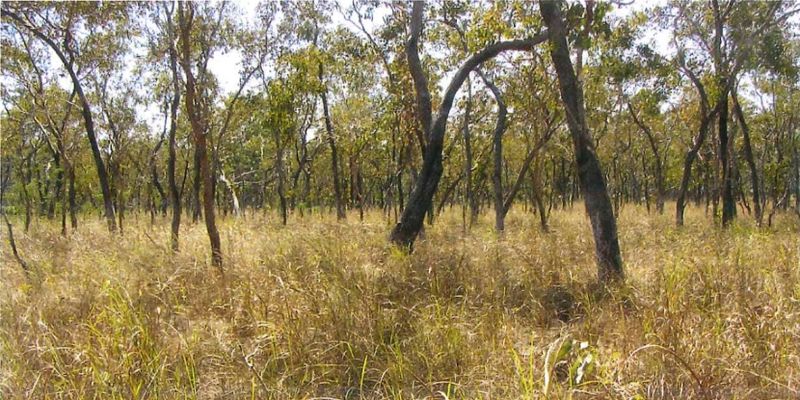 File:Polyrhachis kohouti habitat.jpg