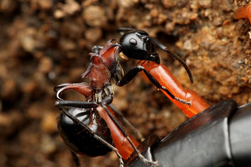 File:Polyrhachis lamellidens worker feeding on centipede, Taku Shimada.jpg