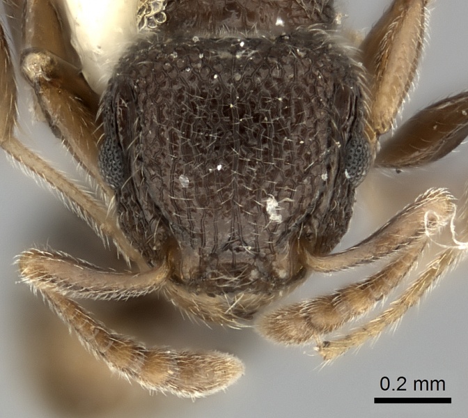 File:Tetramorium inezulae casent0217970 h 1 high.jpg