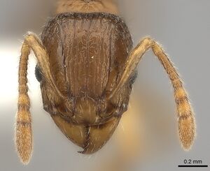 Tetramorium nassonowii casent0189086 h 1 high.jpg