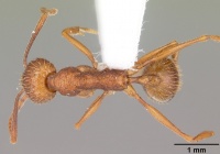 Aphaenogaster umphreyi casent0103612 dorsal 1.jpg