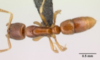 Hypoponera jeanneli D casent0217336.jpg