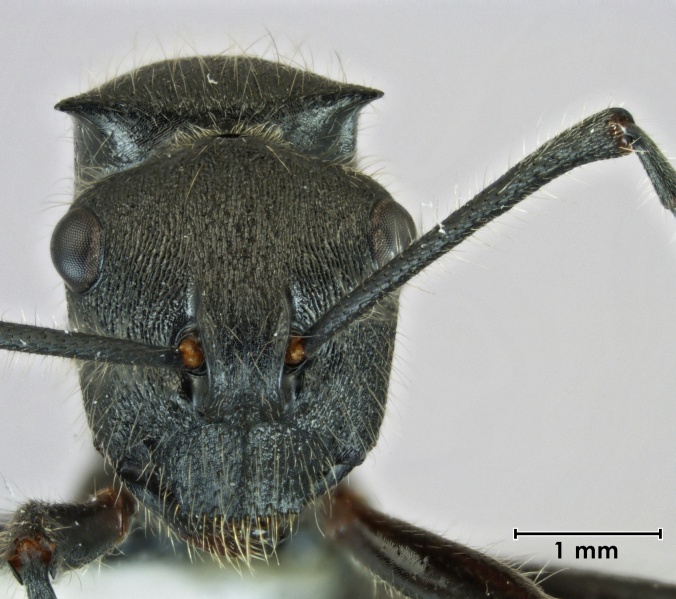 File:Polyrhachis captiva head.jpg