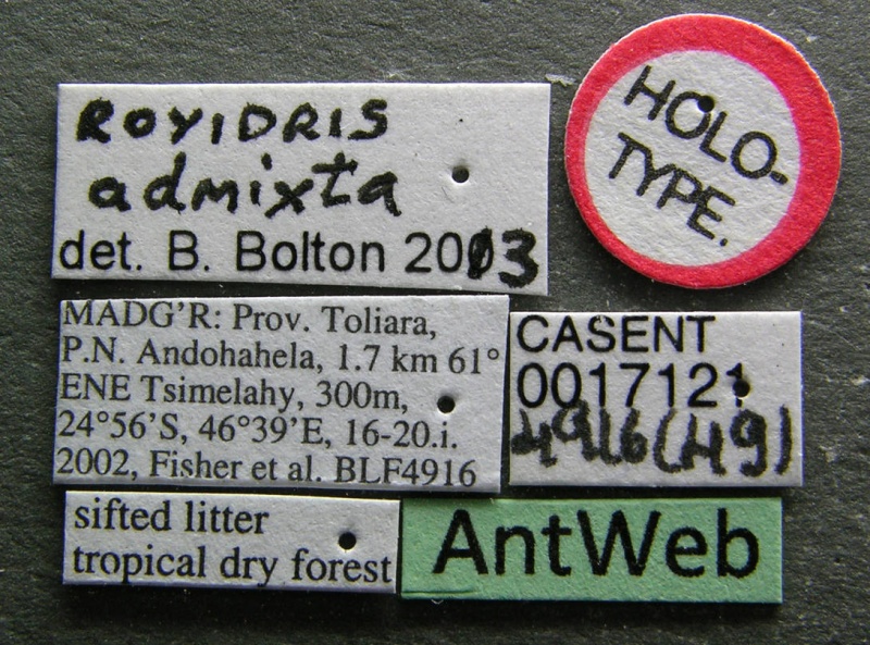 File:Royidris admixta casent0017121 l 1 high.jpg