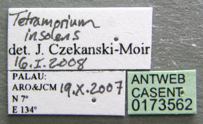 File:Tetramorium insolens casent0173562 label 1.jpg