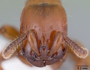 Acanthostichus arizonensis casent0103128 head 1.jpg