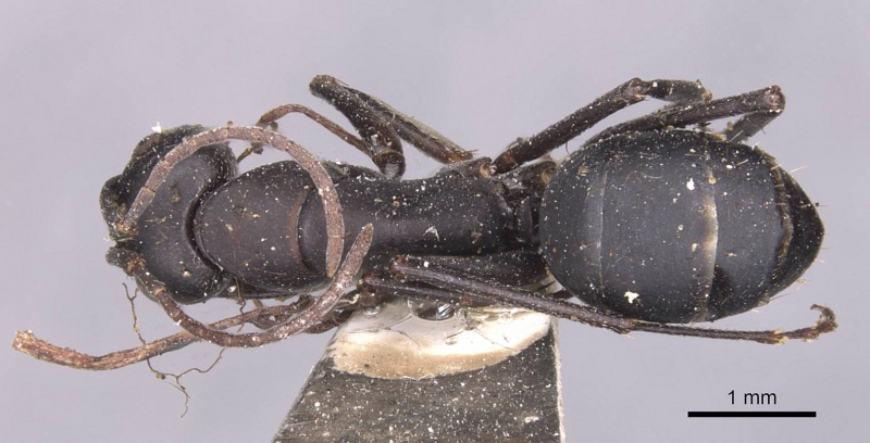 File:Camponotus kersteni casent0905285 d 1 high.jpg