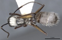 Camponotus mussolinii casent0903559 d 1 high.jpg
