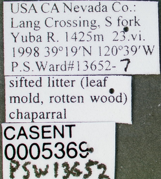 File:Formica moki casent0005369 label 1.jpg