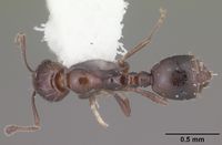 Monomorium ebeninum casent0104083 dorsal 1.jpg