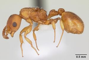 Nesomyrmex spininodis casent0173996 profile 1.jpg