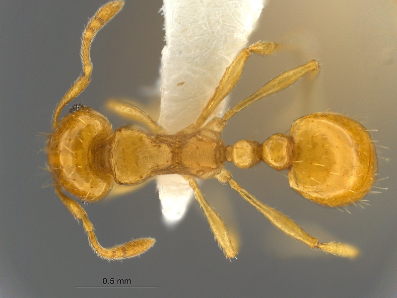 File:Ochetomyrmex-neopolitus-MCZ003D.jpg