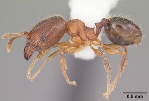 Pheidole navigans casent0104525 p 1 high.jpg