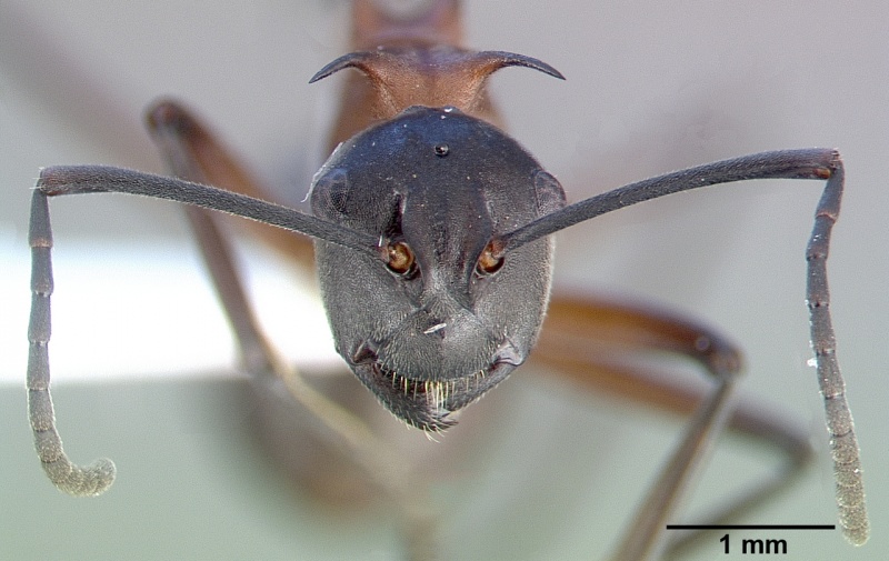 File:Polyrhachis taylori casent0010665 head 2.jpg