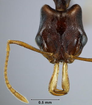 Anochetus victoriae head view