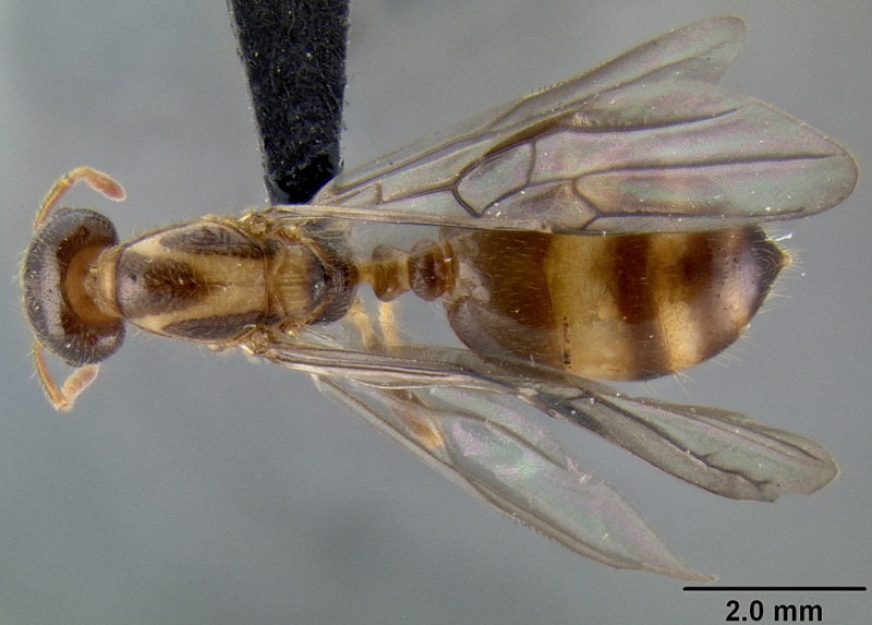 File:Crematogaster volamena casent0161415 d 1 high.jpg