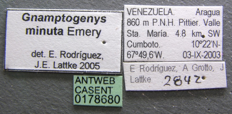 File:Gnamptogenys minuta casent0178680 label 1.jpg