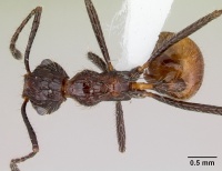 Myrmicaria exigua casent0403455 dorsal 1.jpg