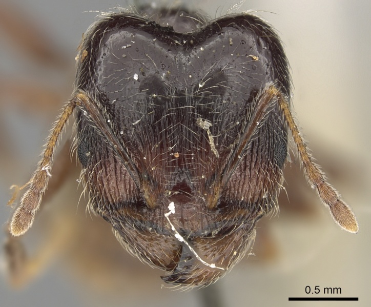 File:Pheidole foreli casent0901305 h 1 high.jpg