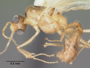 Pheidole moerens casent0104414 profile 1.jpg